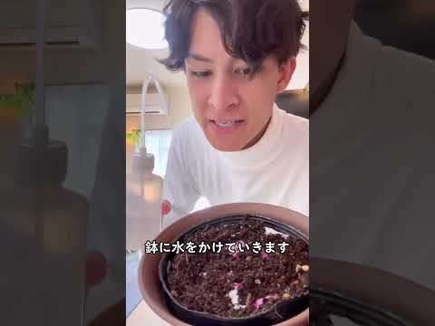 家庭で野菜や果物を育てる方法 – 13 の適切な植物  庭園