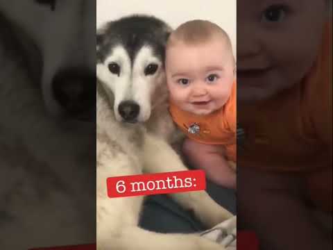 Dog friend with cute Baba #shorts #how #parrots #birds #272 #groming #animation #cats #animals