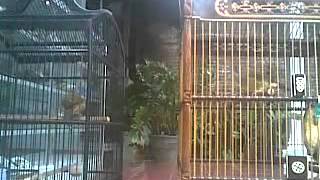 Download lagu cucak jenggot tarung. mp3 Download lagu cucak jenggot tarung. mp3