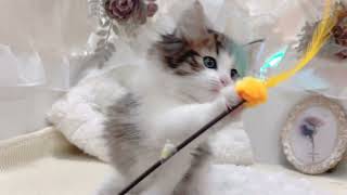 ノルウェージャンフォレストキャットの動画01