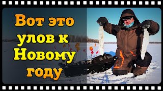 Ловля налима в декабре на жерлицы зимой
