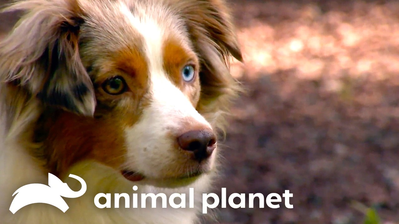 Australian Shepherd🐾🐶 Too Cute | Animal Planet