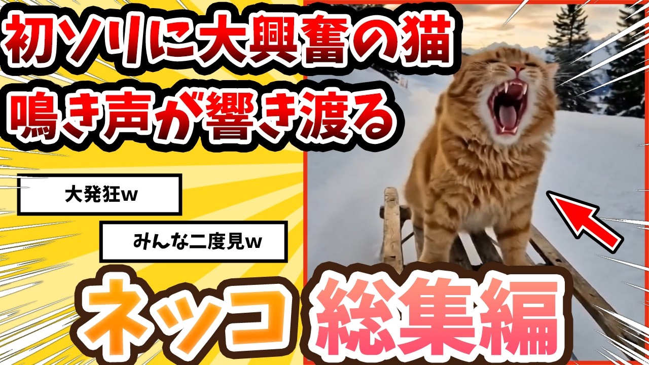 【2ch動物スレ】ソリ初体験の猫が大興奮→鳴き声が雪山に響き渡るｗｗ/ネッコ300選!!