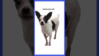 Video preview image #1 Chihuahua Puppy For Sale in Thomasville, NC, USA