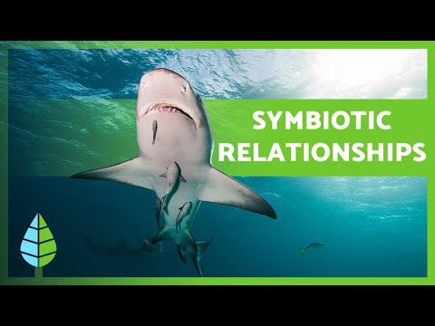What is SYMBIOSIS? 🐠🦐 Mutualism, Commensalism, Parasitism + EXAMPLES 🐦