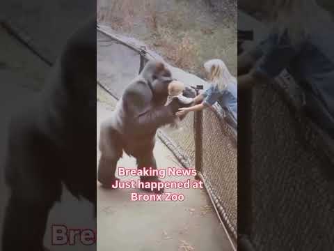 Gorilla at Bronx Zoo politely gives baby back to his Mother! 😱