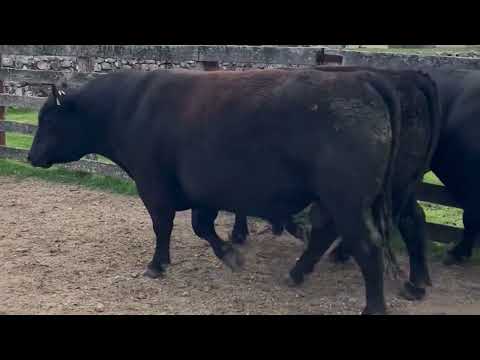 LOTE 7 – RP 878 892 903 – Cabaña Santa María – ABERDEEN ANGUS