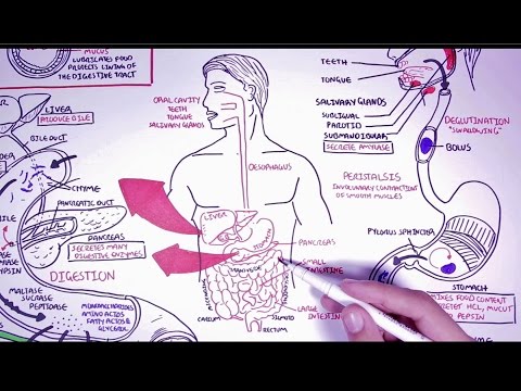 Hungry Microbiome: The Digestive System