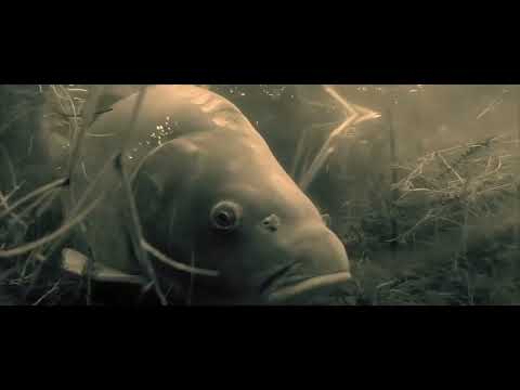 Karpfenangeln ProjektQ: Summer Vibes