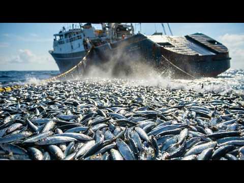 Deck-Covering Haul Worth $350,000 (Midwater Trawl Documentary)