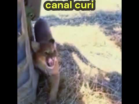 "ONÇA À VISTA! Lavradores são surpreendidos em Boa Vista do Incra"