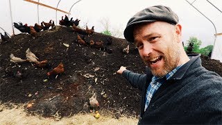 How Karl Hammer Feeds 600 Chickens (Without Grains)