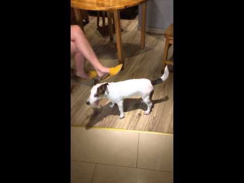 Czeska melodia - wykonanie JRT Jack Russell Leo & Mariia