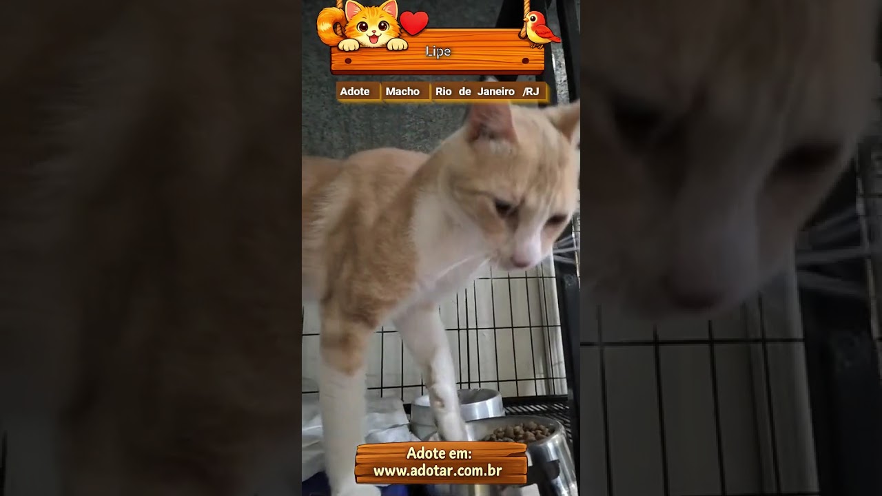 Gato raça SRD-ViraLata idade 7 a 11 meses nome Lipe