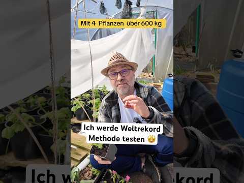 4 Pflanzen, 620 kg Tomaten: Permakultur-Erfolg!