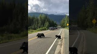 Bear Family Finds Their Way Across the Road || ViralHog