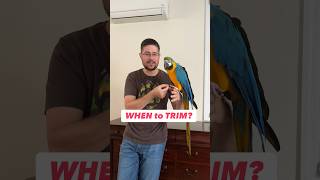 WHEN and HOW to trim parrot nails #macaw #bird
