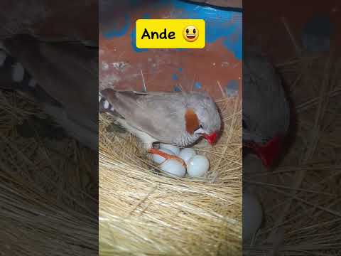 Zebra finch egg 🥚 | Finches bird 🐦 | #finches #birds #nature #cute #finch #youtubeshorts #shorts