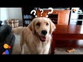 SMART Service Dog Makes HILARIOUS Mistake The Dodo