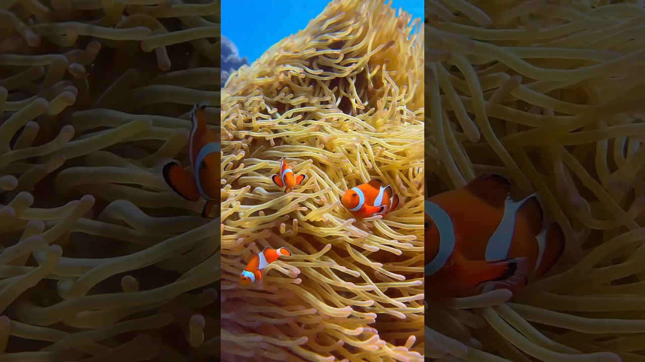 YouTube Short thumbnail