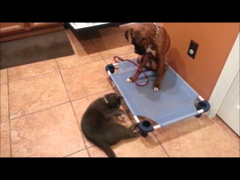 Teaching Puppy to be Calm Around Cats- Take the Lead K9 Training