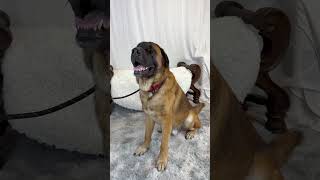 Video preview image #1 Mastiff Puppy For Sale in Goodyear, AZ, USA