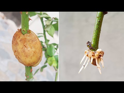 Wish I knew about these high yield potato growing methods at home sooner Let s explore