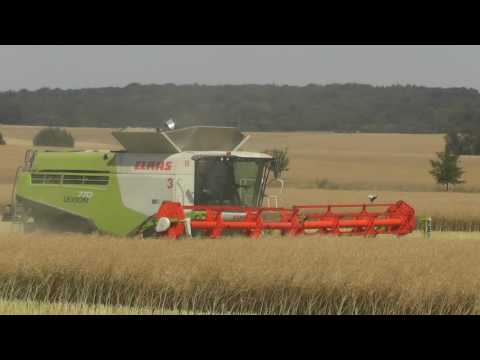 2.Stück Claas Lexion 770 Terra Trac in Nord Thüringen am Frühen Mittag
