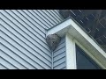 Found a Bald-Faced Hornets Nest on the Soffit in Jackson, NJ