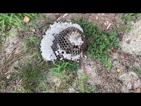 Found a Bald-Faced Hornets Nest on the Soffit in Jackson, NJ