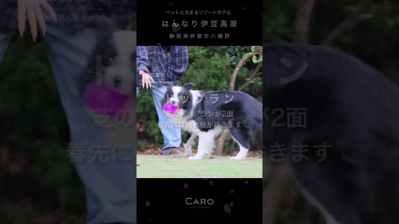 【公式】愛犬と早春のお花見へ🌸/はんなり伊豆高原 #伊豆 #温泉 #お宿 #和