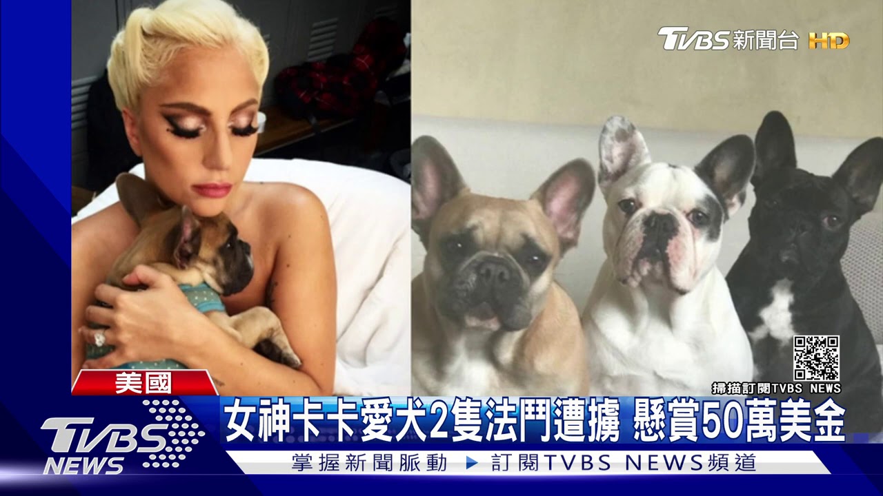 女神卡卡愛犬2隻法鬥遭擄　懸賞50萬美金
