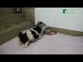 Miniature Poodle dogs for sale: Roxy - Video 1