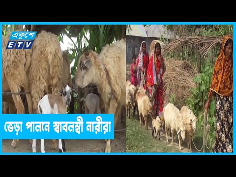গাইবান্ধায় ভেড়া পালন করে সাবলম্বী তিনশ নারী