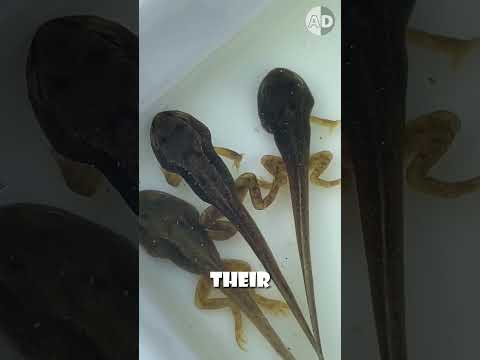 How Tadpoles Transform Into Frogs – The Incredible Process!
