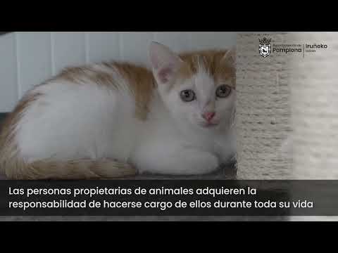 Pamplona recoge más de 210 animales en 2025 para adopción Pamplona recoge más de 210 animales en 2025 para adopción