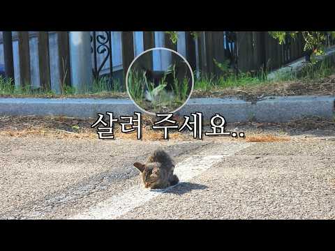 죽어가던 새끼를 데려온 어미고양이, 그리고 아꼬의 기적