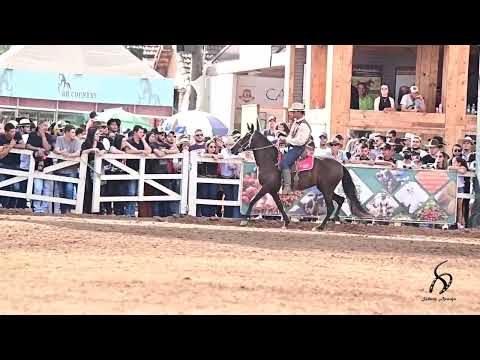 PATUSKA JFS (Elfo do Porto Azul x Uiara R.P.C.) Campeã Nacional de Marcha Égua Jovem Maior M. Picada