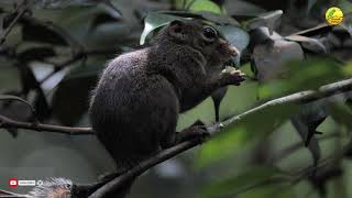 Download lagu Tupai Kekes | Tupai dengan ukuran super mungil | suara tupai kekes seperti burung kicau gacor mp3 Download lagu Tupai Kekes | Tupai dengan ukuran super mungil | suara tupai kekes seperti burung kicau gacor mp3