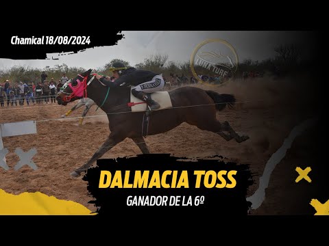 HIP. "EL QUEBRACHAL", CHAMICAL L.R. 18/08/2024 :: DALMACIA TOSS; CHOALE; PARCERO