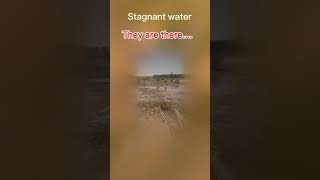 Download lagu #mosquito #malariaprevention #dengue #larva #pestcontrol #pest #entomologist #entomology mp3 Download lagu #mosquito #malariaprevention #dengue #larva #pestcontrol #pest #entomologist #entomology mp3