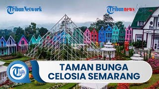 Taman Bunga Celosia Semarang, Suguhkan Hamparan Bunga celosia & Spot Foto yang Menarik dan Indah