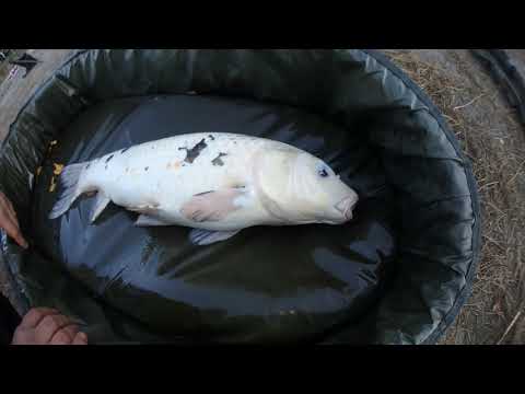 TUSZYNEK  BIAŁE KOI