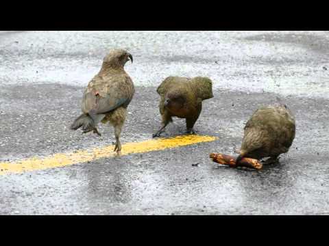 Funny Keas playing with stick