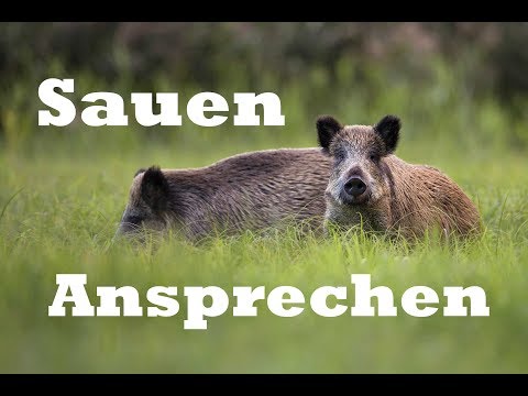 Sauen Ansprechen