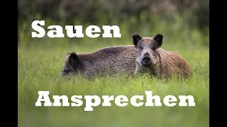 Sauen Ansprechen