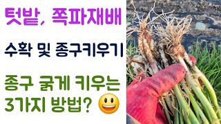 쪽파 종구 굵게 만드는 3가지 방법???? 