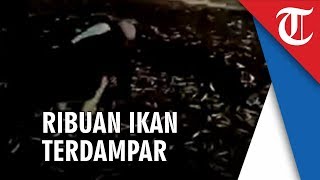 Gempa di Bali, Viral Video Ribuan Ikan Lompat ke Daratan sebelum Terjadi Gempa 6,0 SR Pagi Ini
