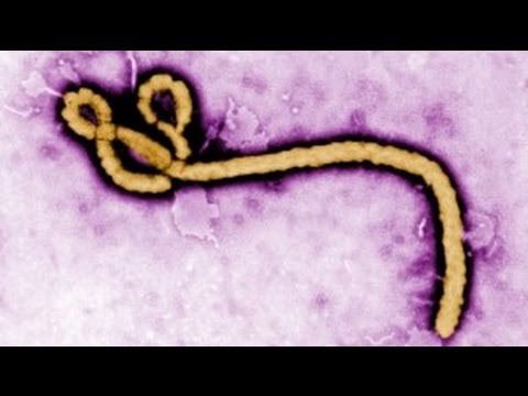 Ebola: What We Know and How We Can Try to Stop It