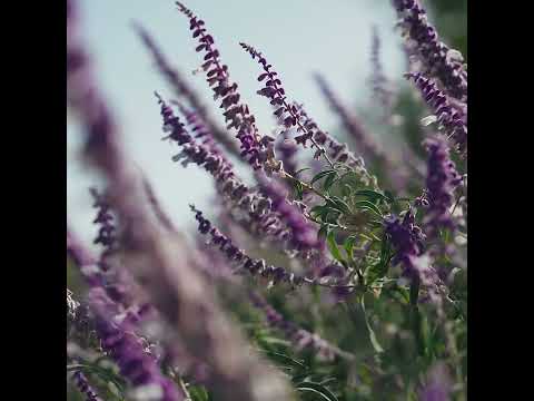 Styletto Sun Lounger